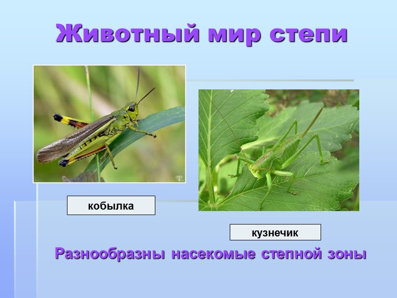 Животный мир степи Разнообразны насекомые степной зоны кобылка кузнечик